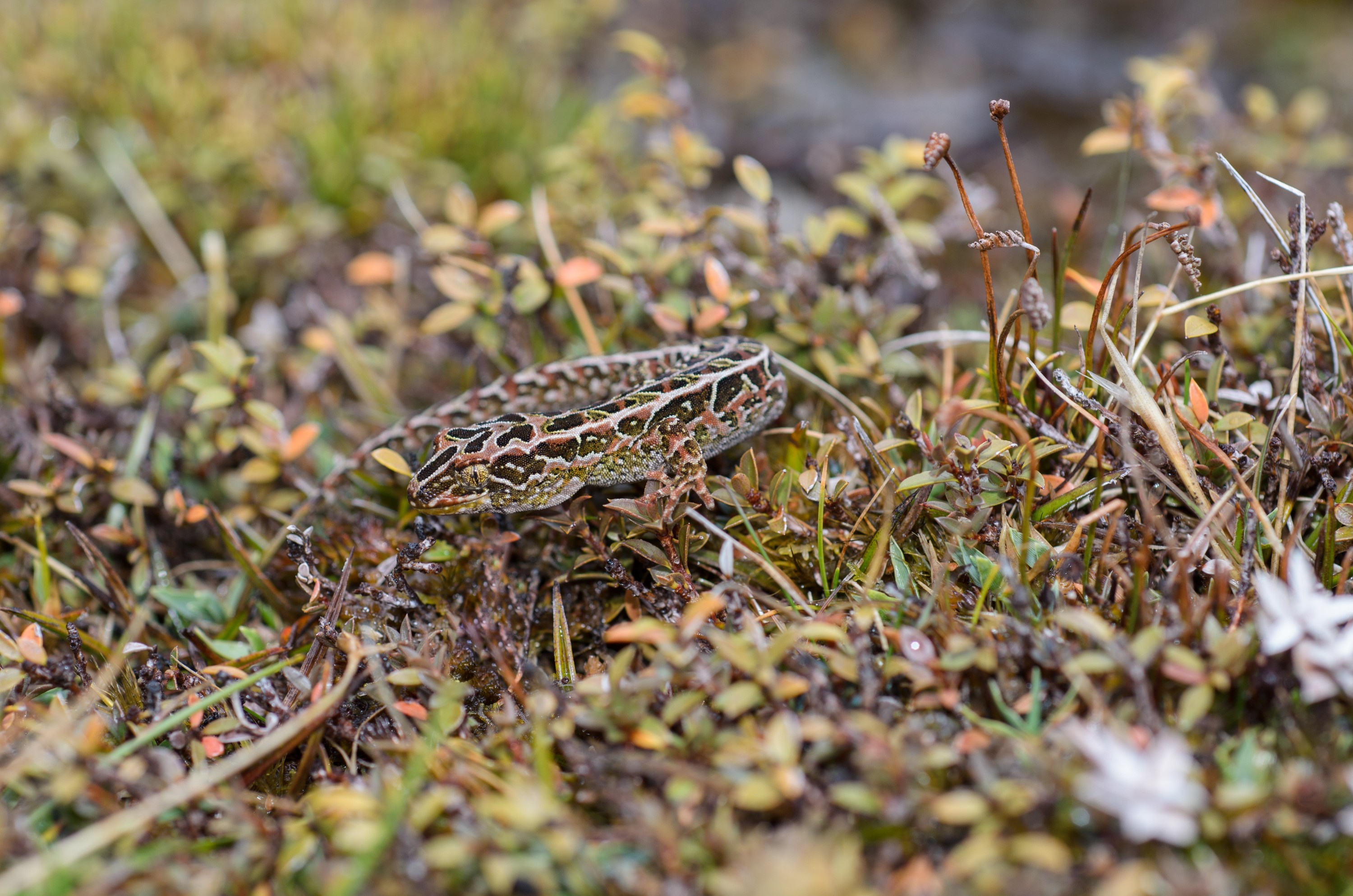DSC_2880 – Adventure, Crispin, Hoplodactylus, Island, March 2017, National Park, New, New Zealand, Rakiura, South, Stewart, Tukutuku rakiurae, Zealand, amazing, gecko, harlequin gecko, rare, stunning